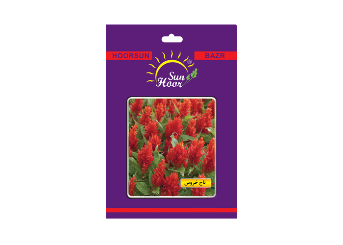 Iran hoorsun celosia cristata flower seed