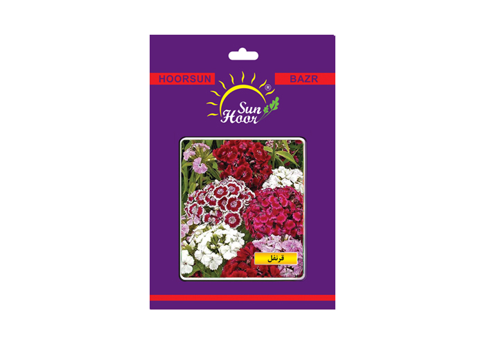 Iran hoorsun dianthus barbatus flower seed