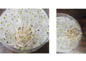 مرزه هورسان