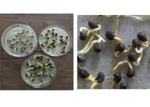 بامیه هورسان