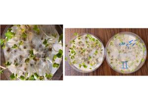 تربچه هورسان