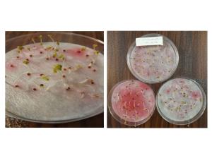 شلغم هورسان