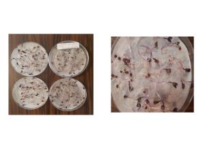 کلم قرمز پروسید