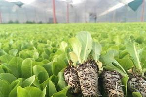 نشا و نشا کاری