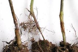 بوته میری جالیز