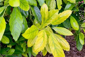 نشانه های کمبود مواد غذایی در گیاهان