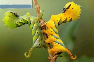 کرم خوشه خوار انگور