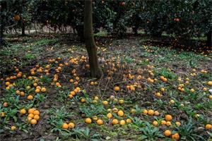 بررسی ریزش میوه در درختان