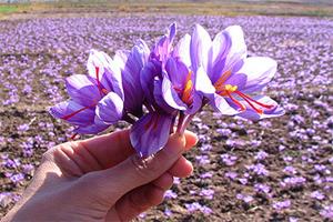 کاشت داشت و برداشت زعفران