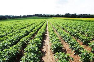 علائم مصرف بی رویه عناصر در گیاه