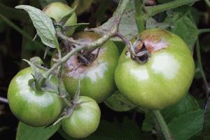 علائم وجود بیماری بادزدگی