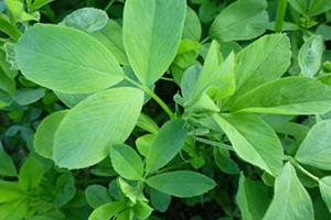 آفات مهم مزارع یونجه