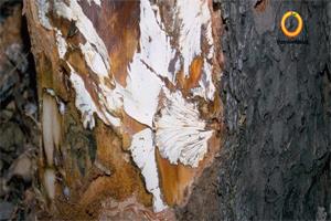 پوسیدگی آرمیلاریایی ریشه