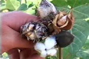 کرم قوزه پنبه