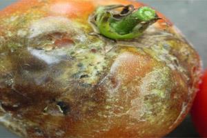 بیماری بادزدگی گوجه فرنگی