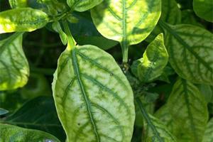 کمبود روی در غلات