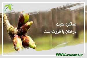 عملکرد مثبت درختان با فروت ست