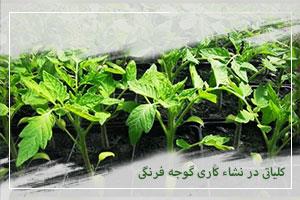 کلیاتی در نشاء کاری گوجه فرنگی