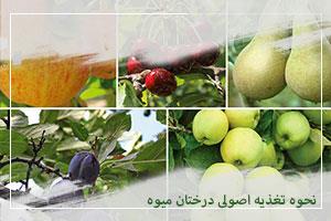 نحوه تغذیه اصولی درختان میوه
