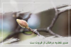 مسیر تغذیه درختان از فروت ست