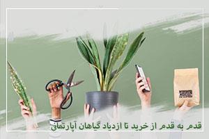 قدم به قدم از خرید تا ازدیاد گیاهان آپارتمانی