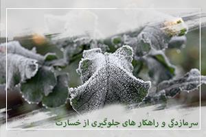 سرمازدگی و راهکار های جلوگیری از خسارت