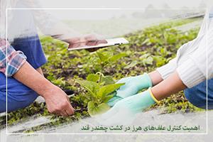 کنترل علف‌های هرز چغندر قند در مرحله ۴ تا ۸ برگی 