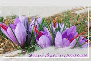 اهمیت کوددهی در آبیاری گل آب زعفران