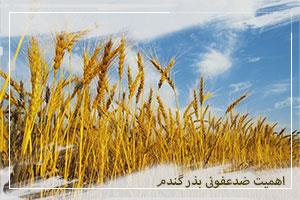 اهمیت گندم، ضدعفونی بذر و نقش قارچکش تبوکونازول در مدیریت بیماری‌های قارچی