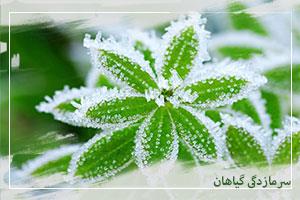 راهکارهای جلوگیری از سرمازدگی