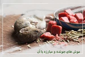 موش های جونده و مبارزه با آن            