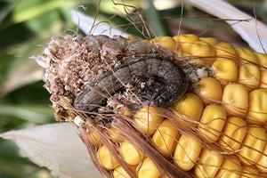 کرم برگخوار ذرت، راهنمای کامل شناسایی، خسارت و موثرترین روش های کنترل 