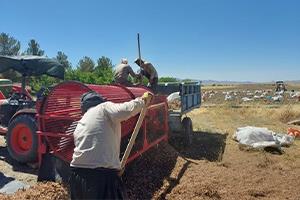 رونمایی از سورتر هیدرولیکی و صدور اولین مجوز تولید پیاز گواهی‌شده زعفران در زاوه