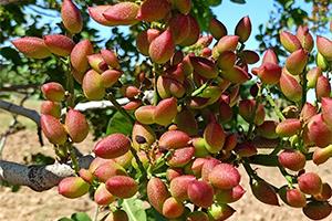 راهنمای کامل کوددهی پسته در تمام مراحل رشد (از آب استارت تا خندانی)