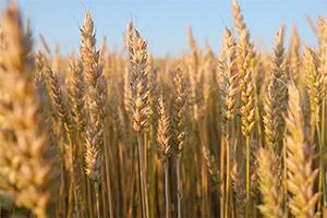وضعیت تولید گندم ایران در 1405؛ گزارش رسمی FAO و تحلیل نهاده های کشاورزی