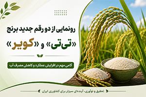 رونمایی از دو رقم جدید برنج «تی‌تی» و «کویر»؛ گامی مهم در افزایش عملکرد و کاهش مصرف آب