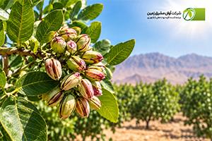 کاهش ۱۰ درصدی تولید پسته در خراسان رضوی | علت کاهش تولید پسته