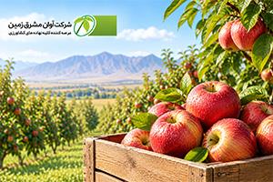 پیش‌بینی تولید ۲۲۰ هزار تن سیب در خراسان رضوی