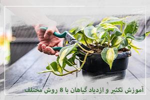 آموزش تکثیر و ازدیاد گیاهان با 8 روش مختلف