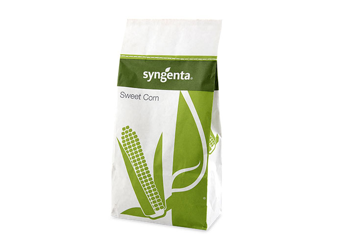 Swiss syngenta accentuateweet F1 super sweet corn seeds