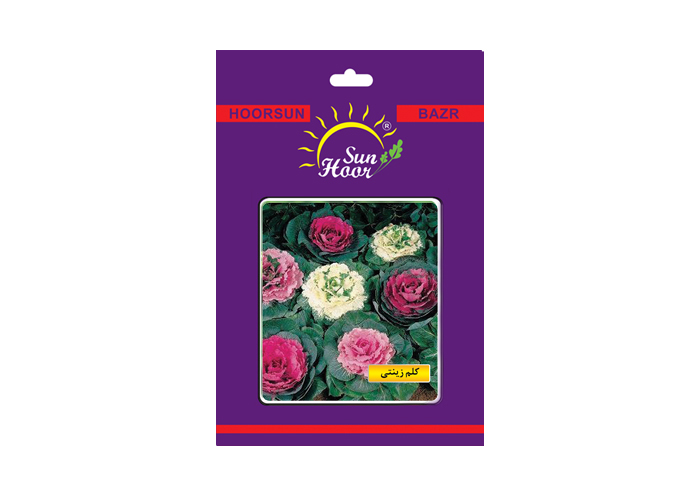 Iran hoorsun brassica oleraceae flower seed