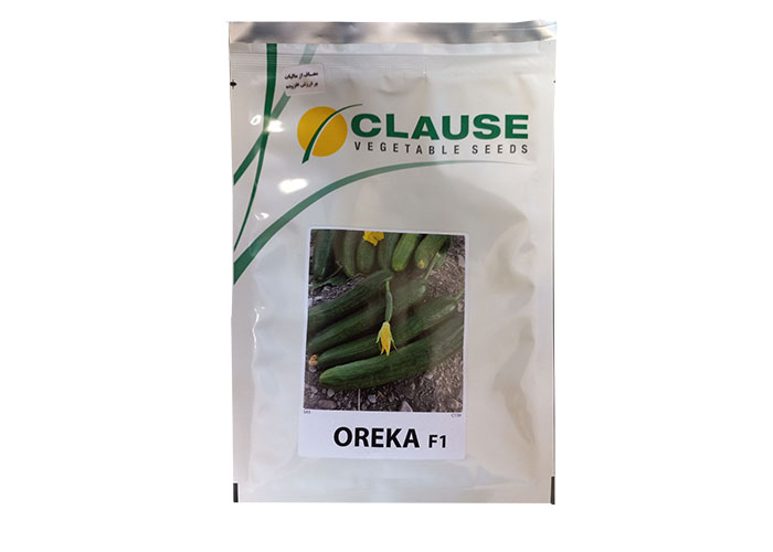 OREKA  F1 CUCUMBER