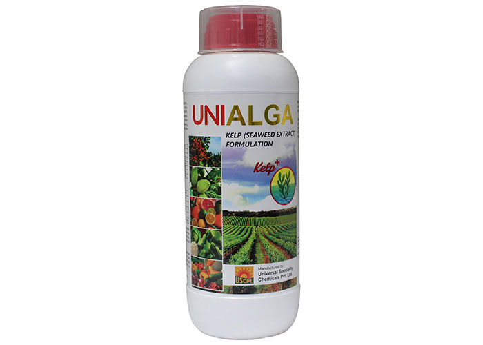 uni cifo