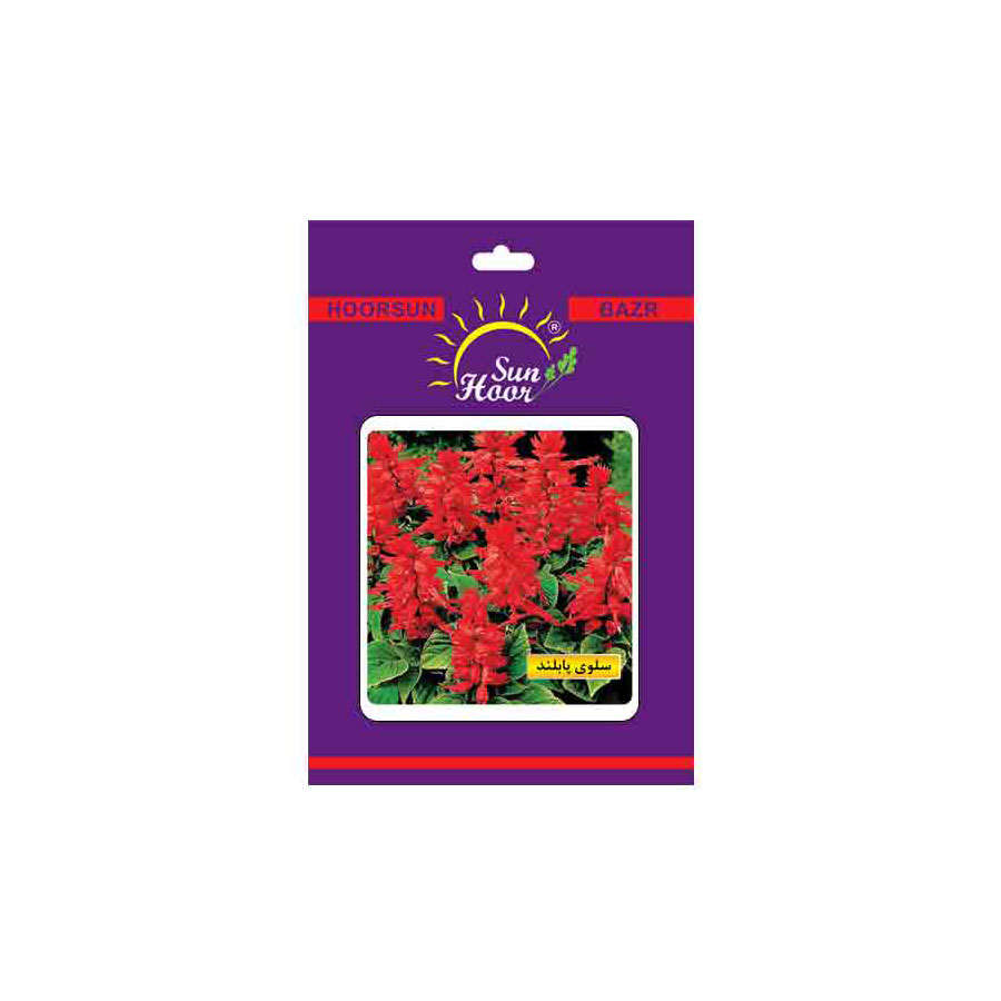 Iran Hoorsun salvia splendens flower seeds