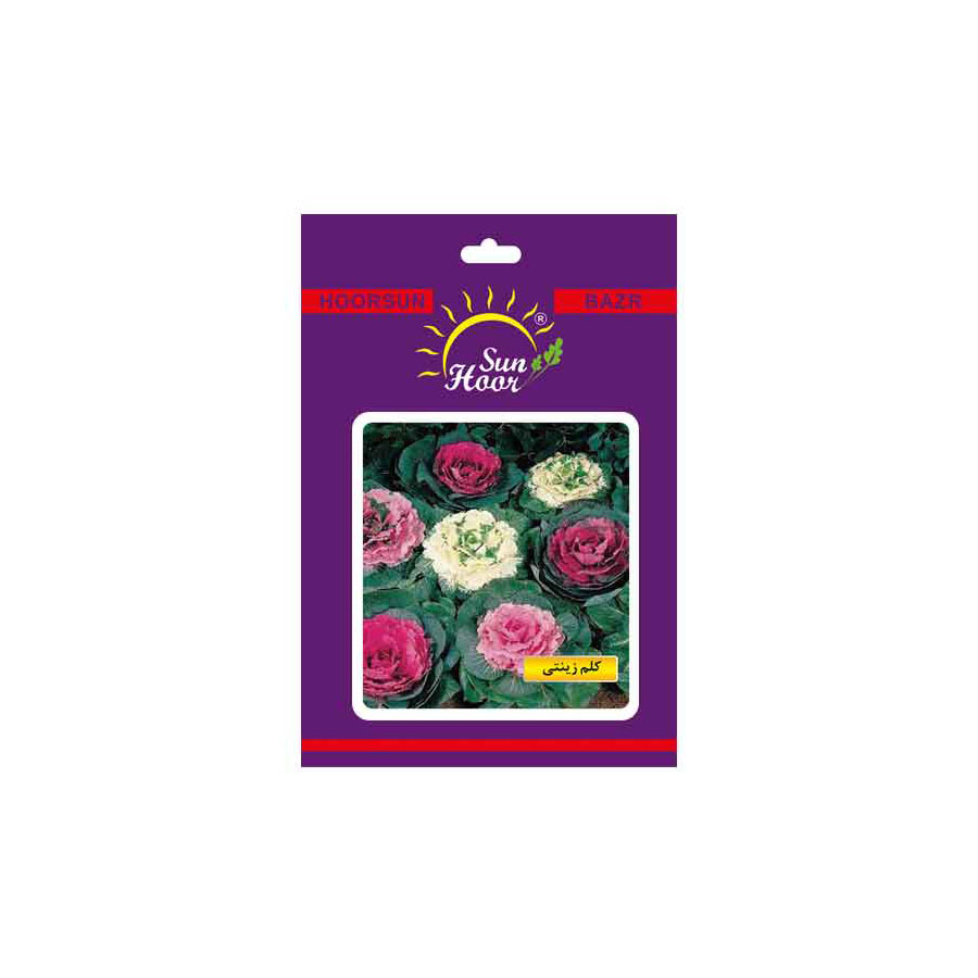 Iran Hoorsun brassica oleraceae flower seeds
