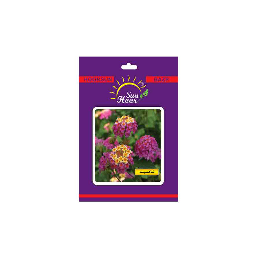 Iran Hoorsun verbena flower seeds