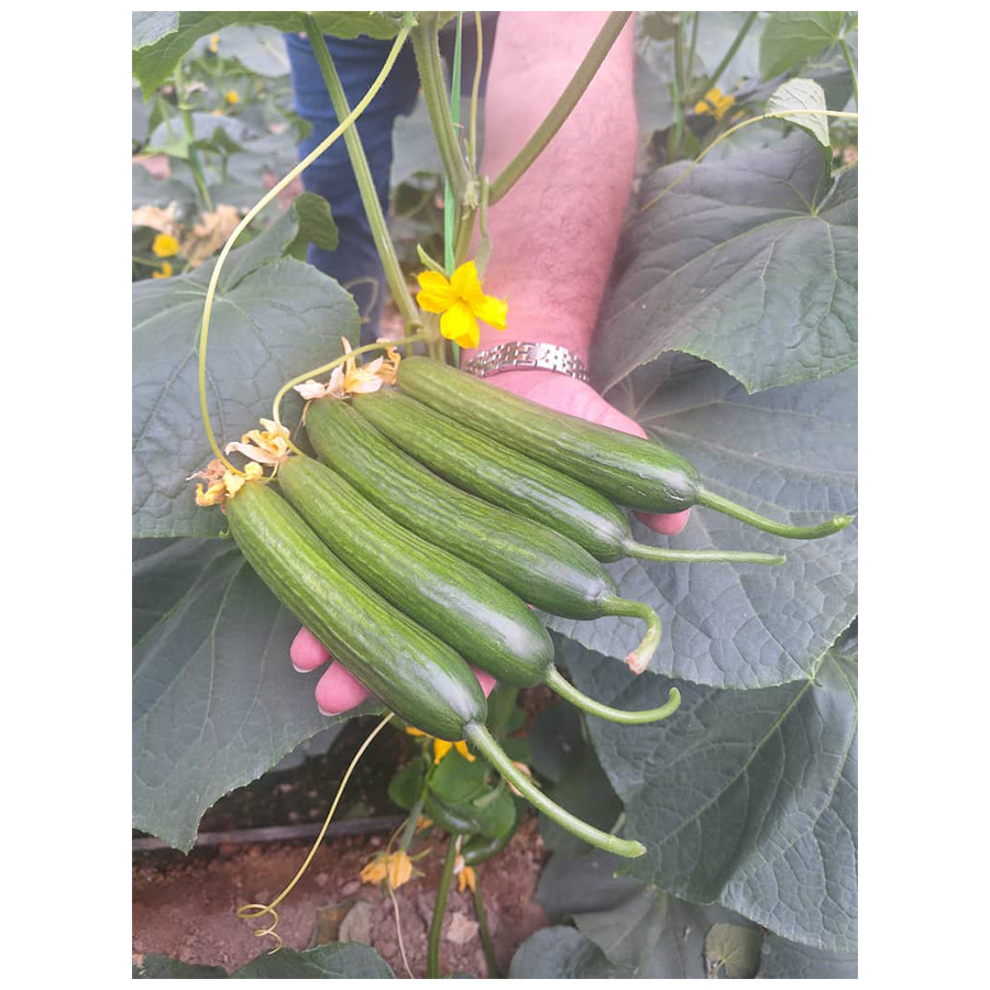 بذر خیار گلخانه ای هیبرید نایجل یوکسل ترکیه