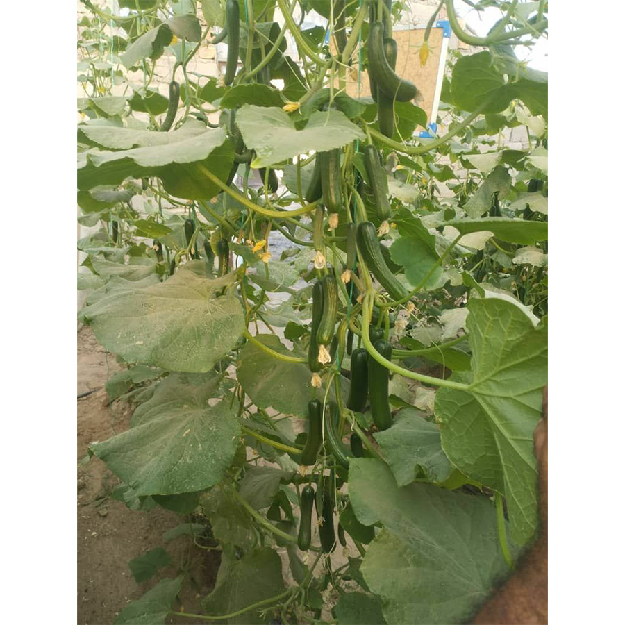 خیار هلیاگاوریش