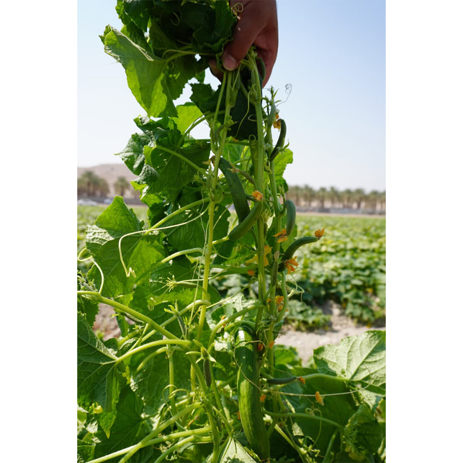 Thailand Ranger F1 Miller cucumber seed