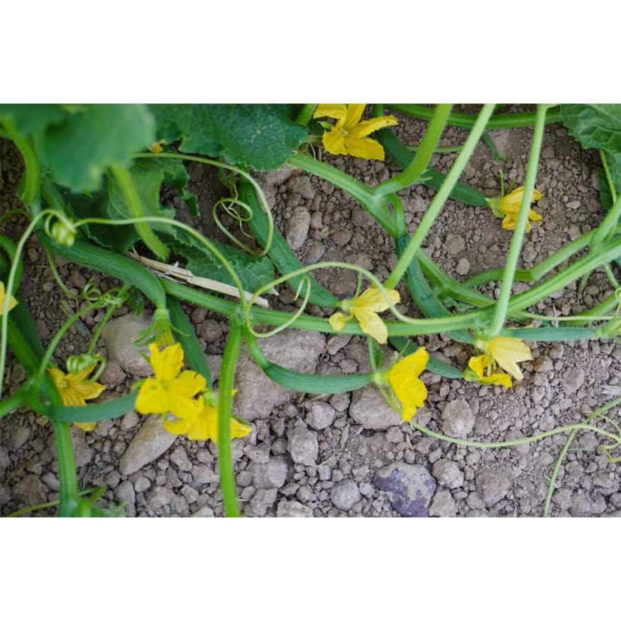 Thailand Ranger F1 Miller cucumber seed